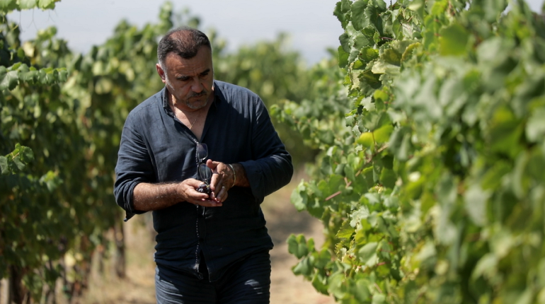 Checking the grapes at Çobo Winery, Berat