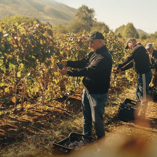 Introduction To Albanian Wine Regions