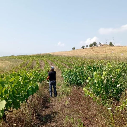 Balaj Winery, Vlorë: Natural Wine From the Vlosh Grape
