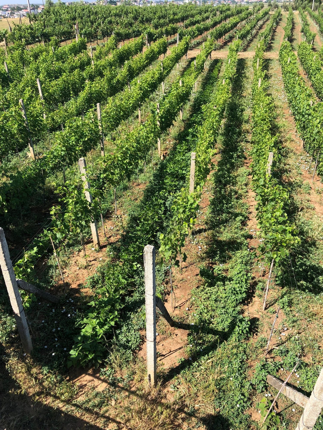 Bello Winery, Perlat: Carmenere Grown Two Kilometers From the Sea