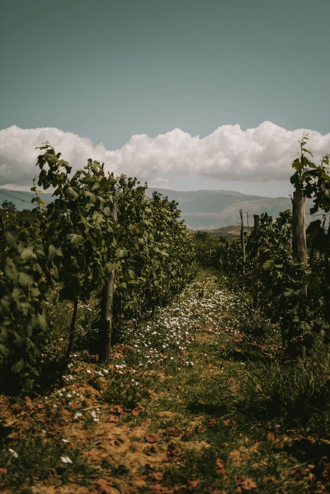 Caco Winery, Pogradec: Wine and Raki From the Shores of Lake Ohrid