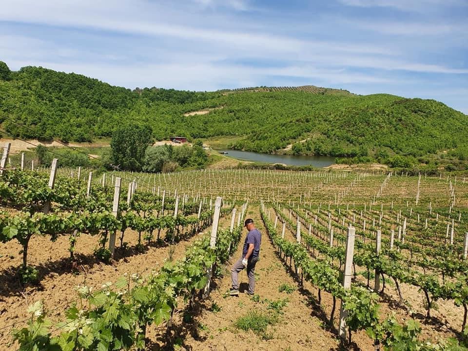 Herta Winery, Durrës: A Family Raki Finished With Honey and Wild Fruit