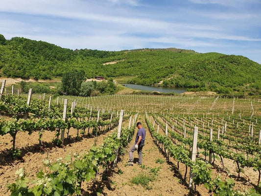 Herta Winery, Durrës: A Family Raki Finished With Honey and Wild Fruit