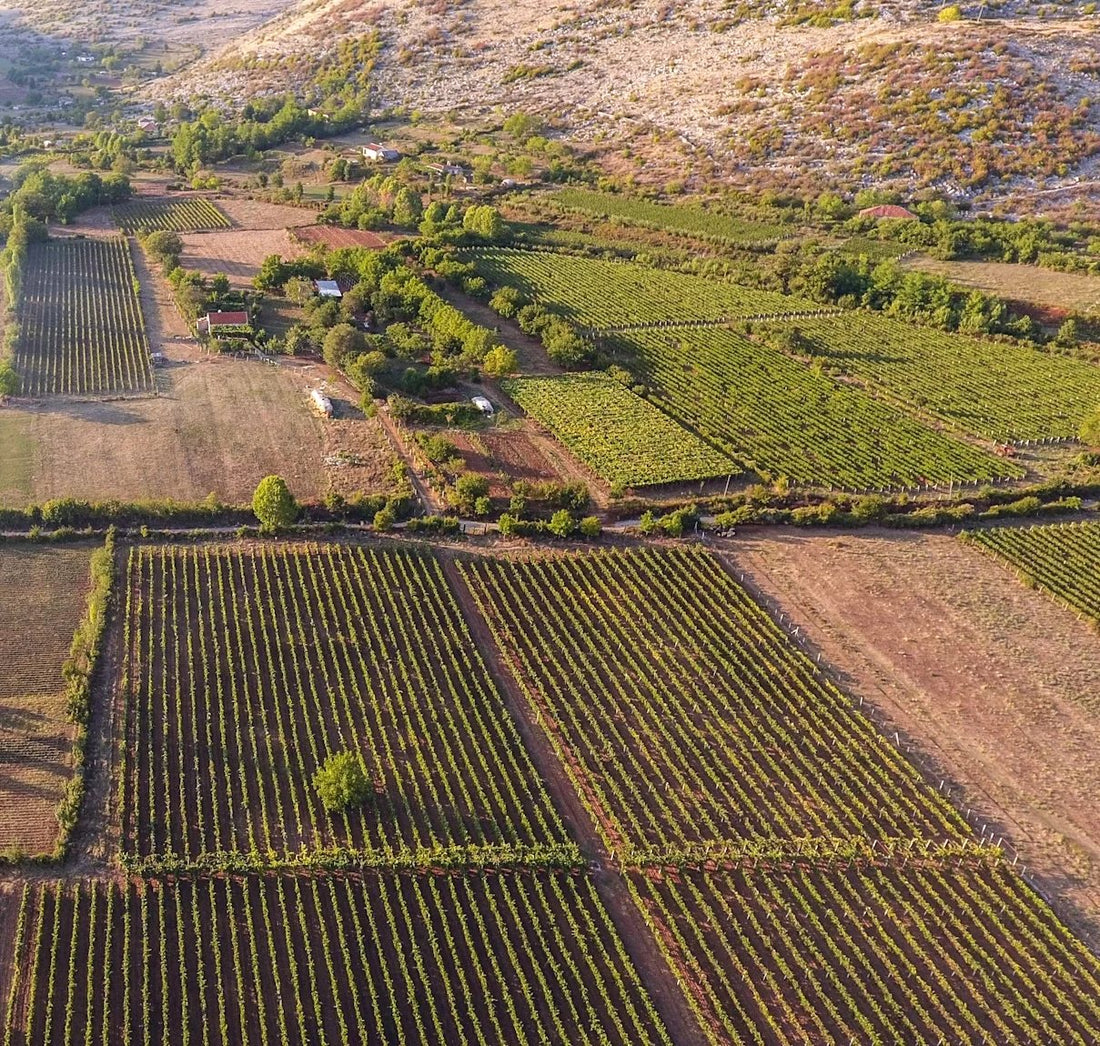 Medaur Winery, Koplik: Kallmet From the Shores of Lake Shkodër