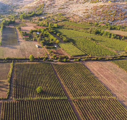 Medaur Winery, Koplik: Kallmet From the Shores of Lake Shkodër