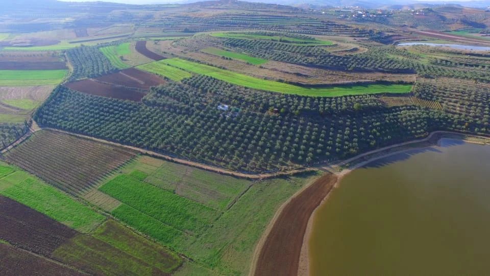 Shkalla Olive Oil, Tirana: A Century of Family Olive Oil, Organic and Award Winning