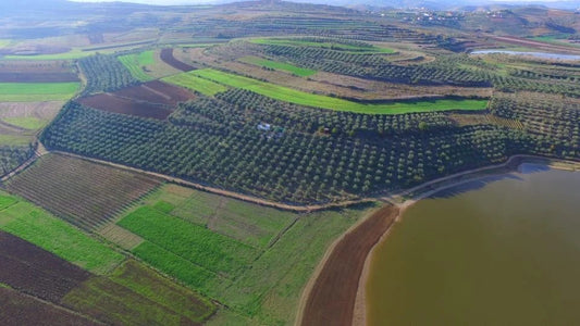 Shkalla Olive Oil, Tirana: A Century of Family Olive Oil, Organic and Award Winning