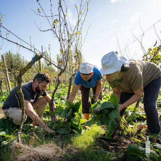 Uka Wine, Laknas: Ceruja and the Wild Vines of Albania