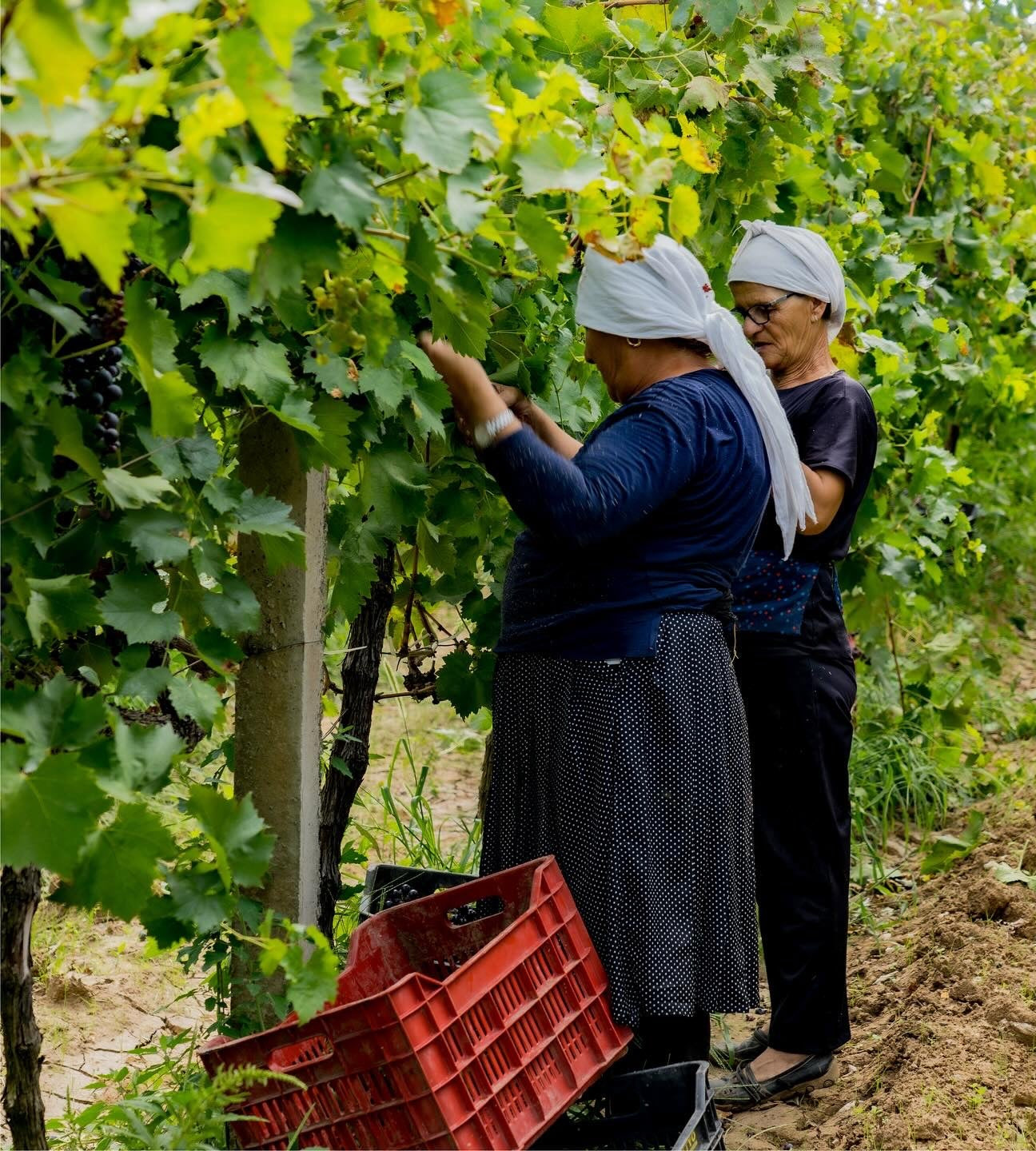 Albanian workers in the vineyards 