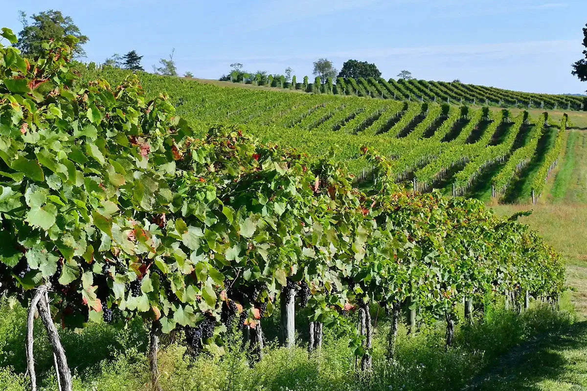 a view from albanian vineyards 