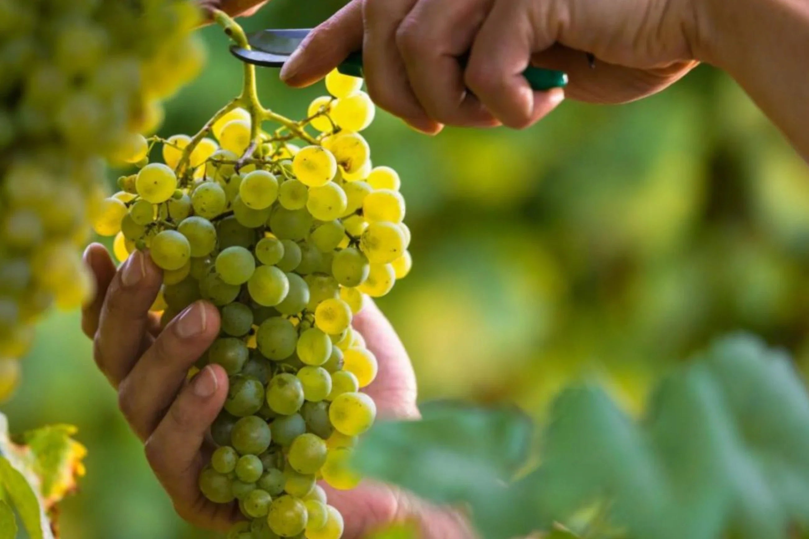 Ceruja is an albanian white grape variety 