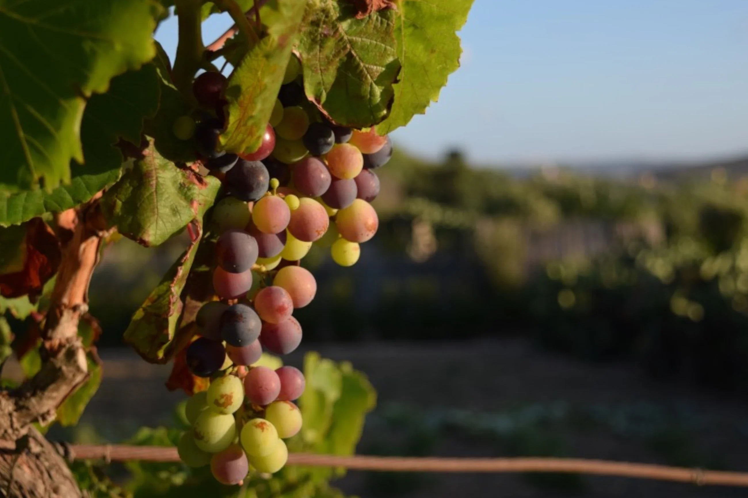 Mavrud is an albanian grape variety 