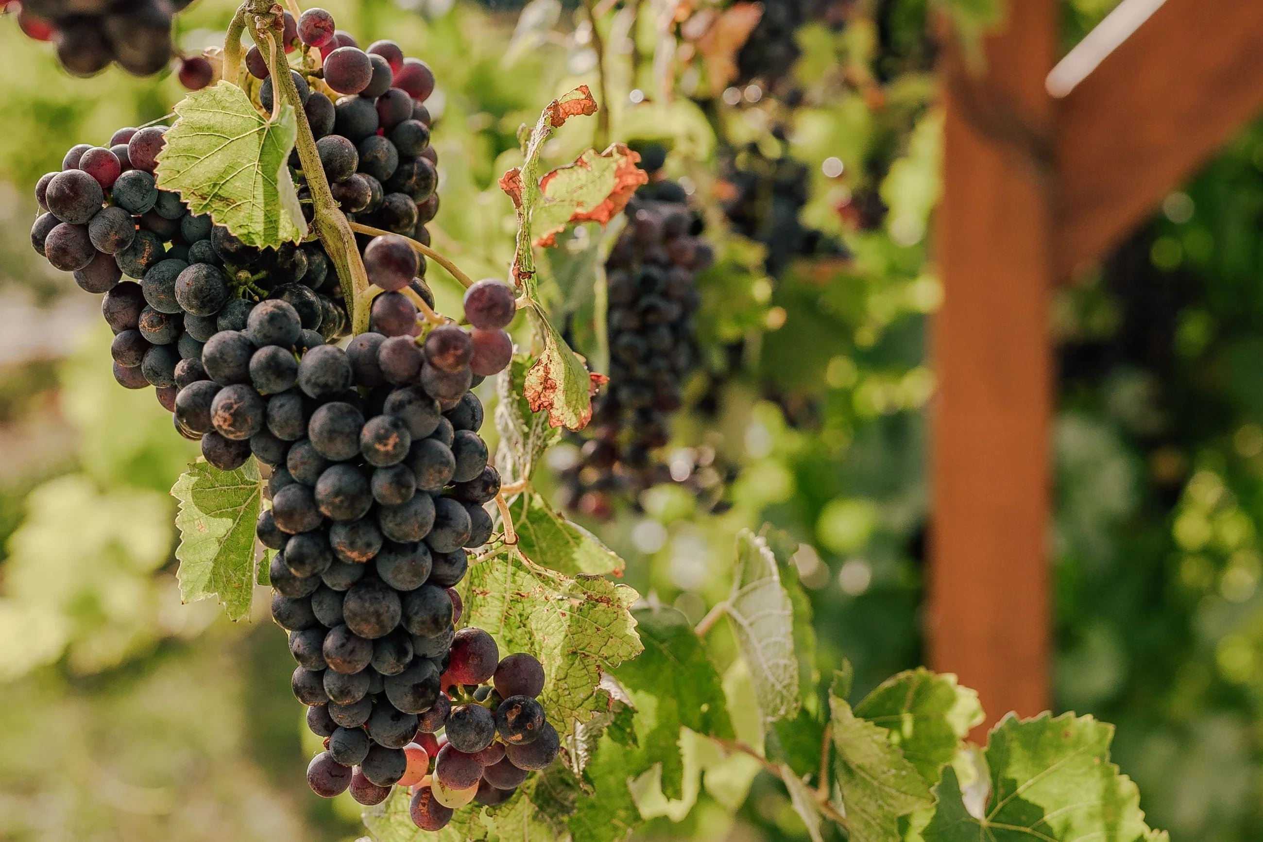 Pamid is a local grape variety grown in albania