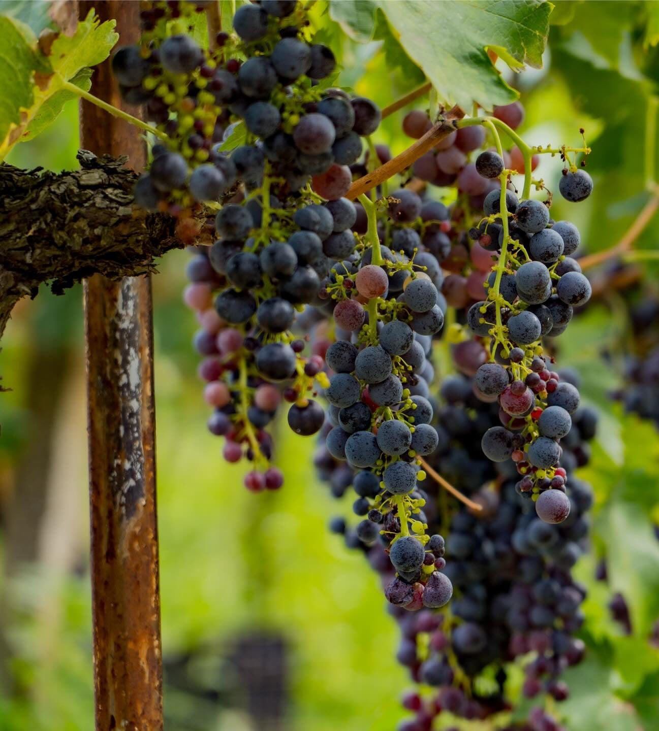 Albanian grape varieties duka winery