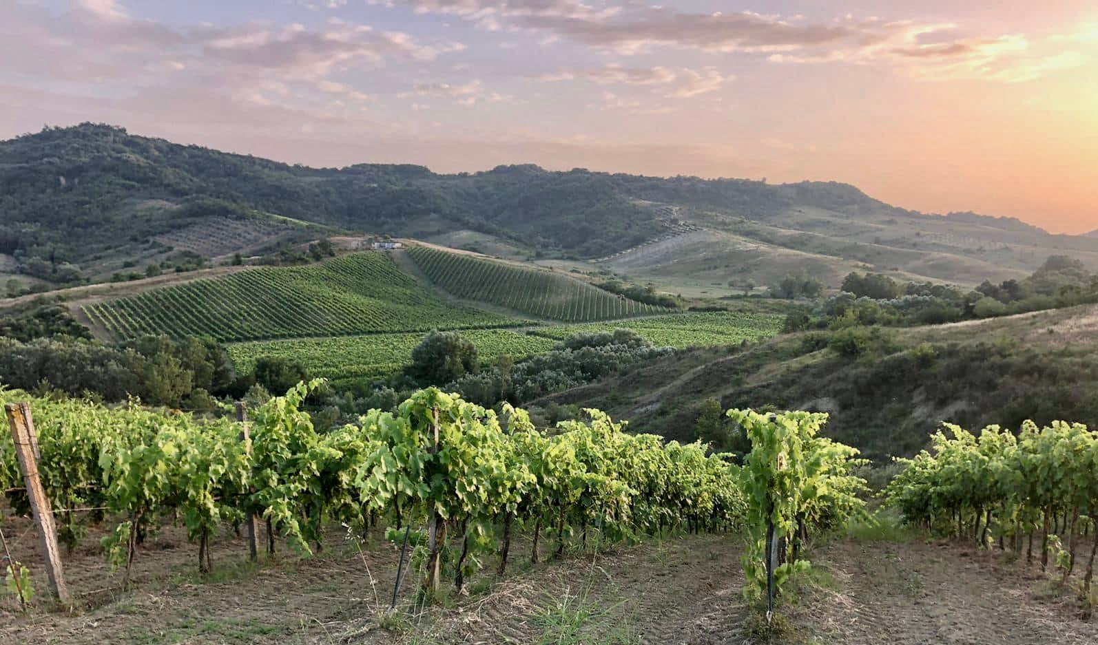 Vineyards view Belba winery Albania 