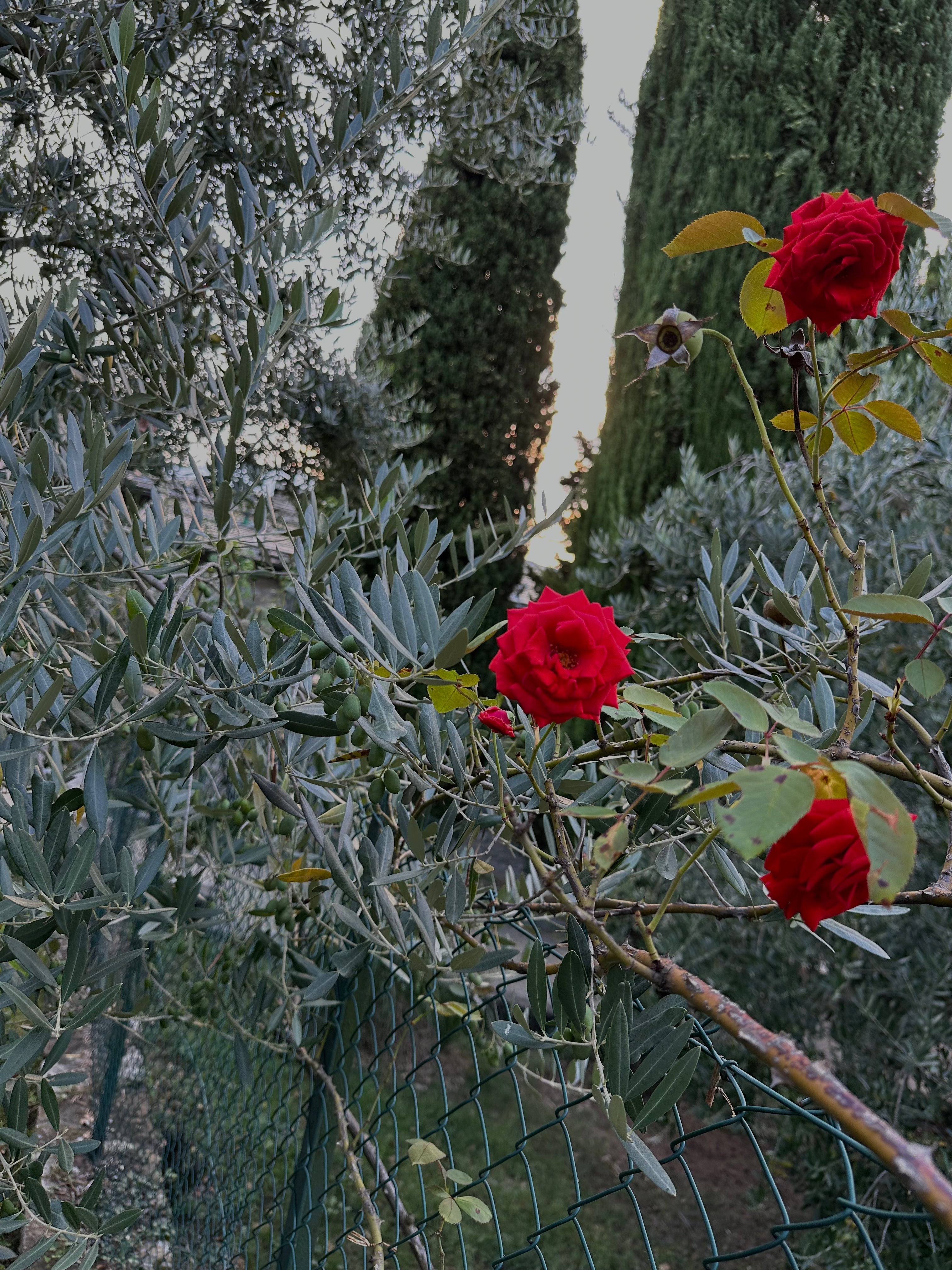 biologic olive tree roses albania 