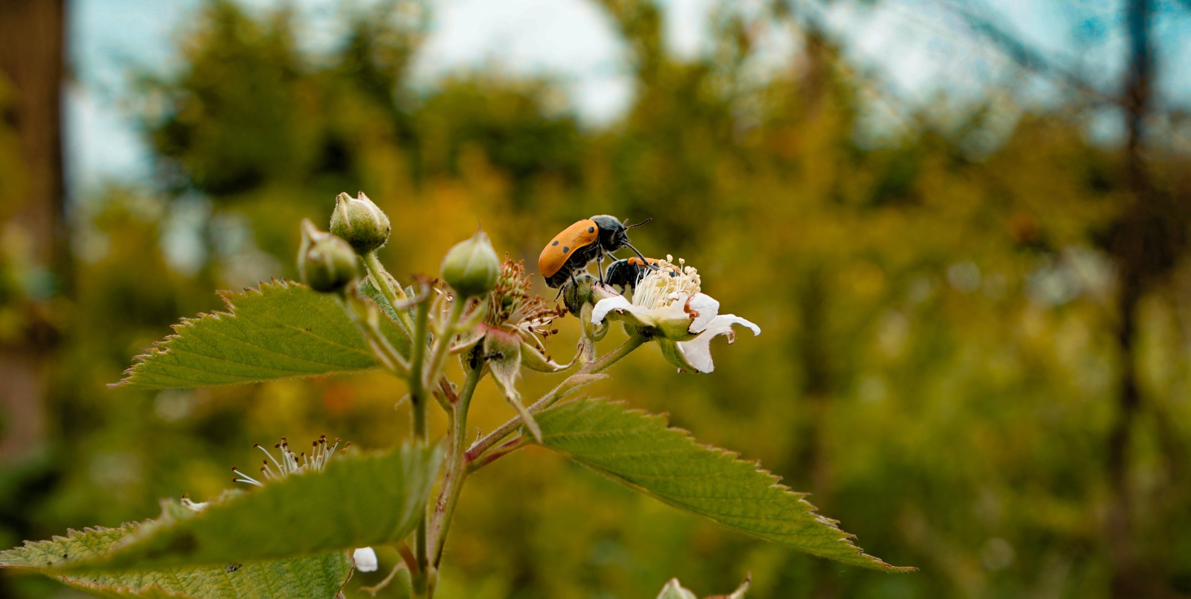 ecosystem bio roses uka farm winery albania 