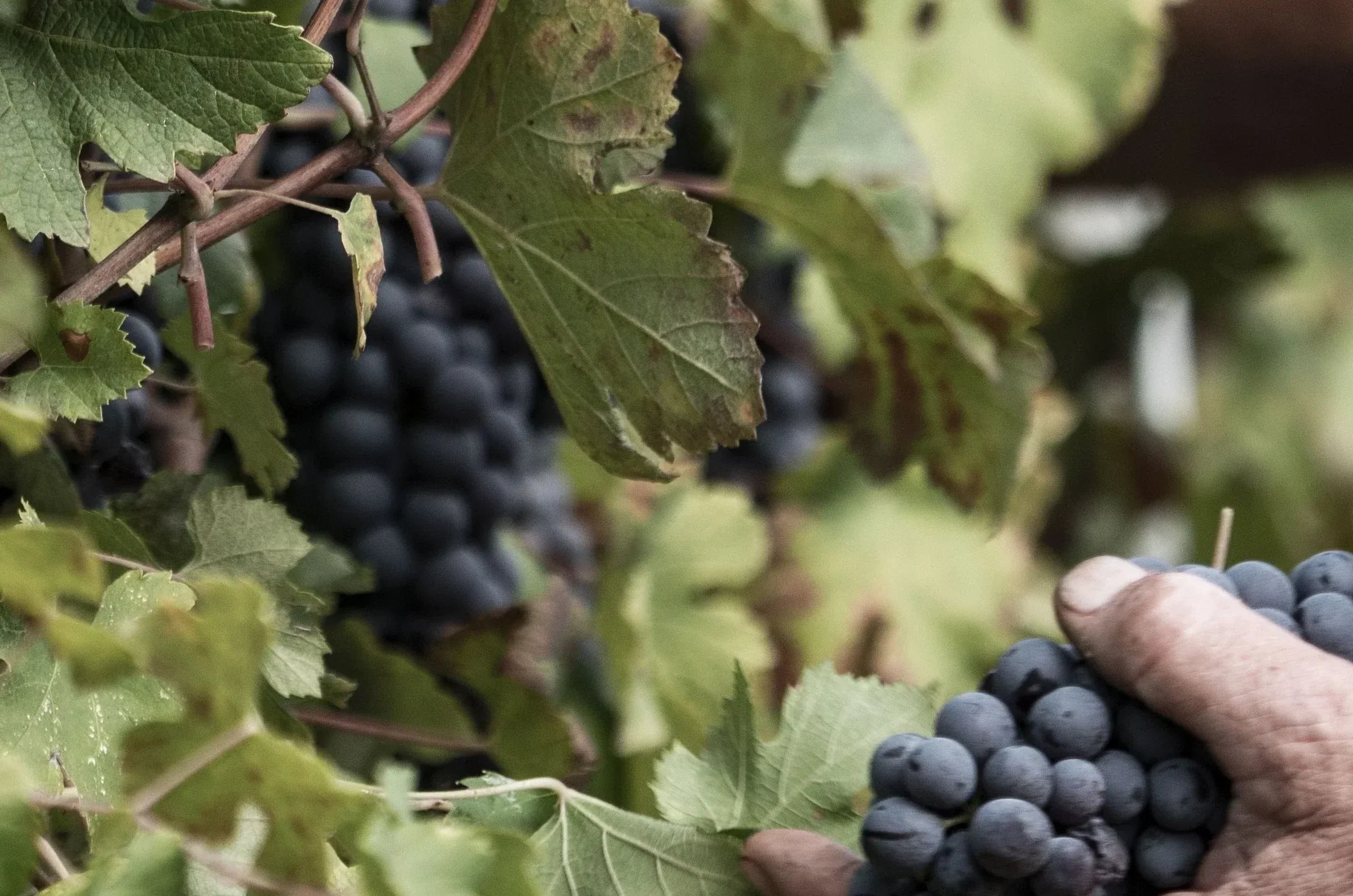 harvest albanian kallmet grape variety 