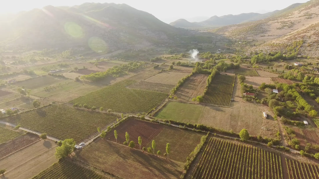 view Medaur Winery vineyards in Albania