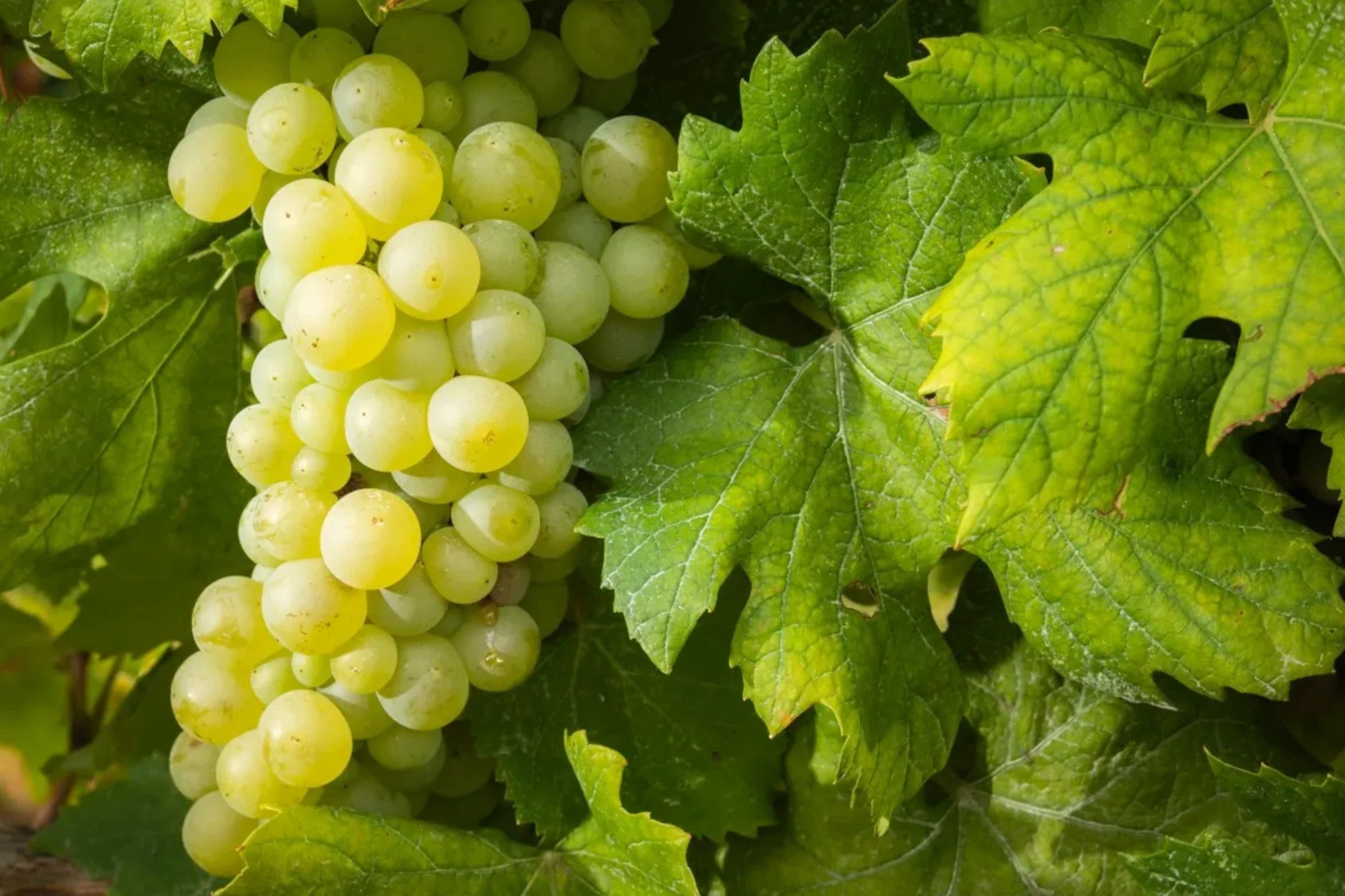 shesh i bardhe white grape variety form albania