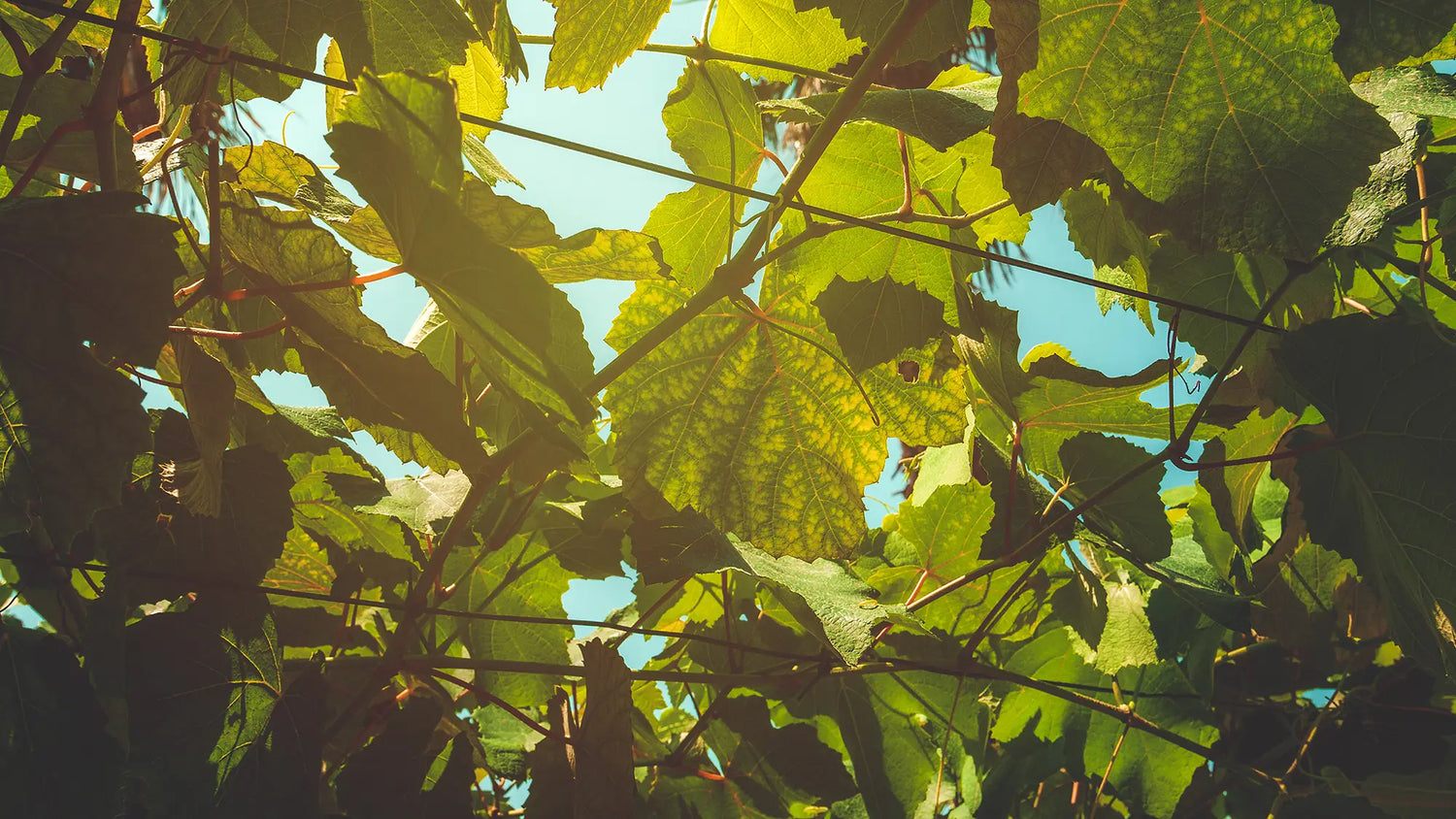 Vine leaves illuminated by sunlight, showcasing natural beauty and tranquility in the albanian vineyards.