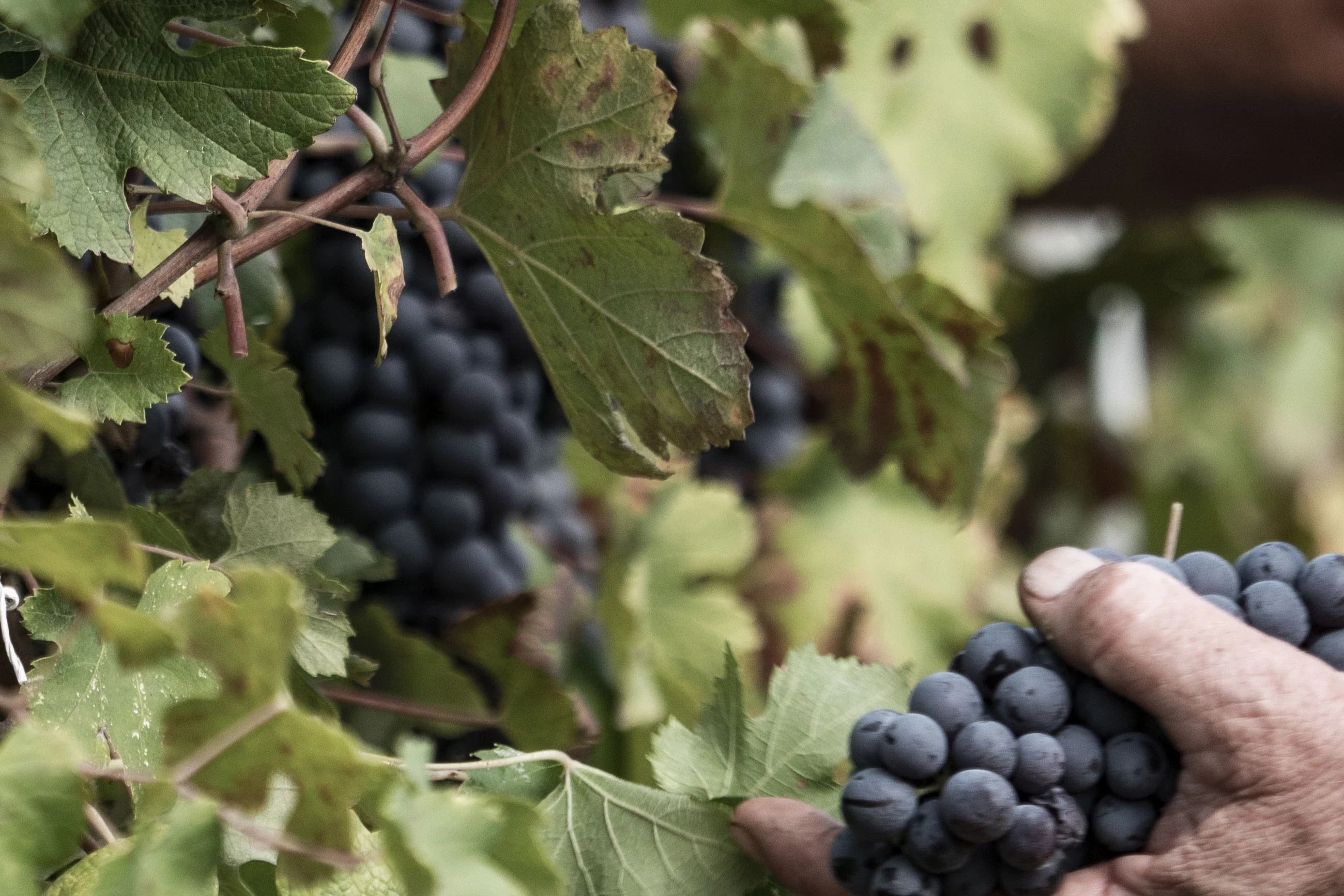 vlosh an local grape variety in albania